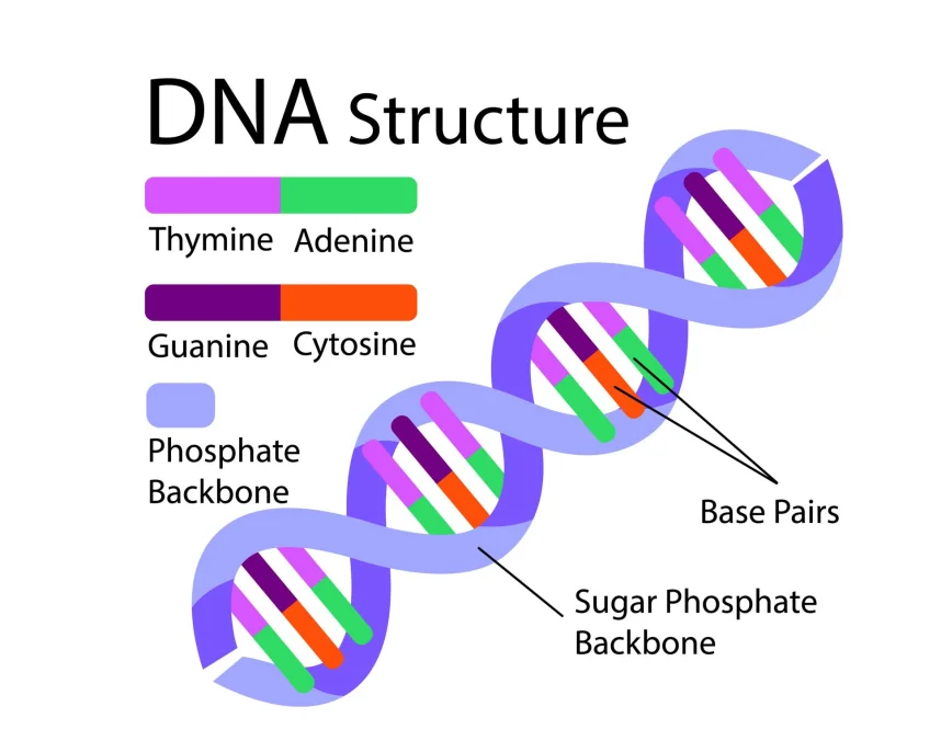 What Is DNA and How Does It Work? A Complete Beginner’s Guide